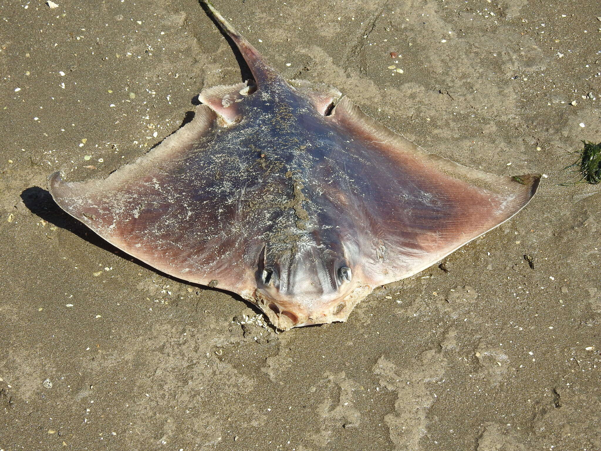 Image de Aigle de Mer du Sud