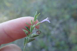 Hedeoma reverchonii (A. Gray) A. Gray resmi