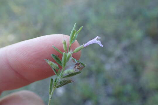 Hedeoma reverchonii (A. Gray) A. Gray resmi