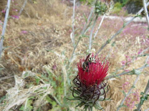 Trachusa timberlakei (Schwarz 1928)的圖片