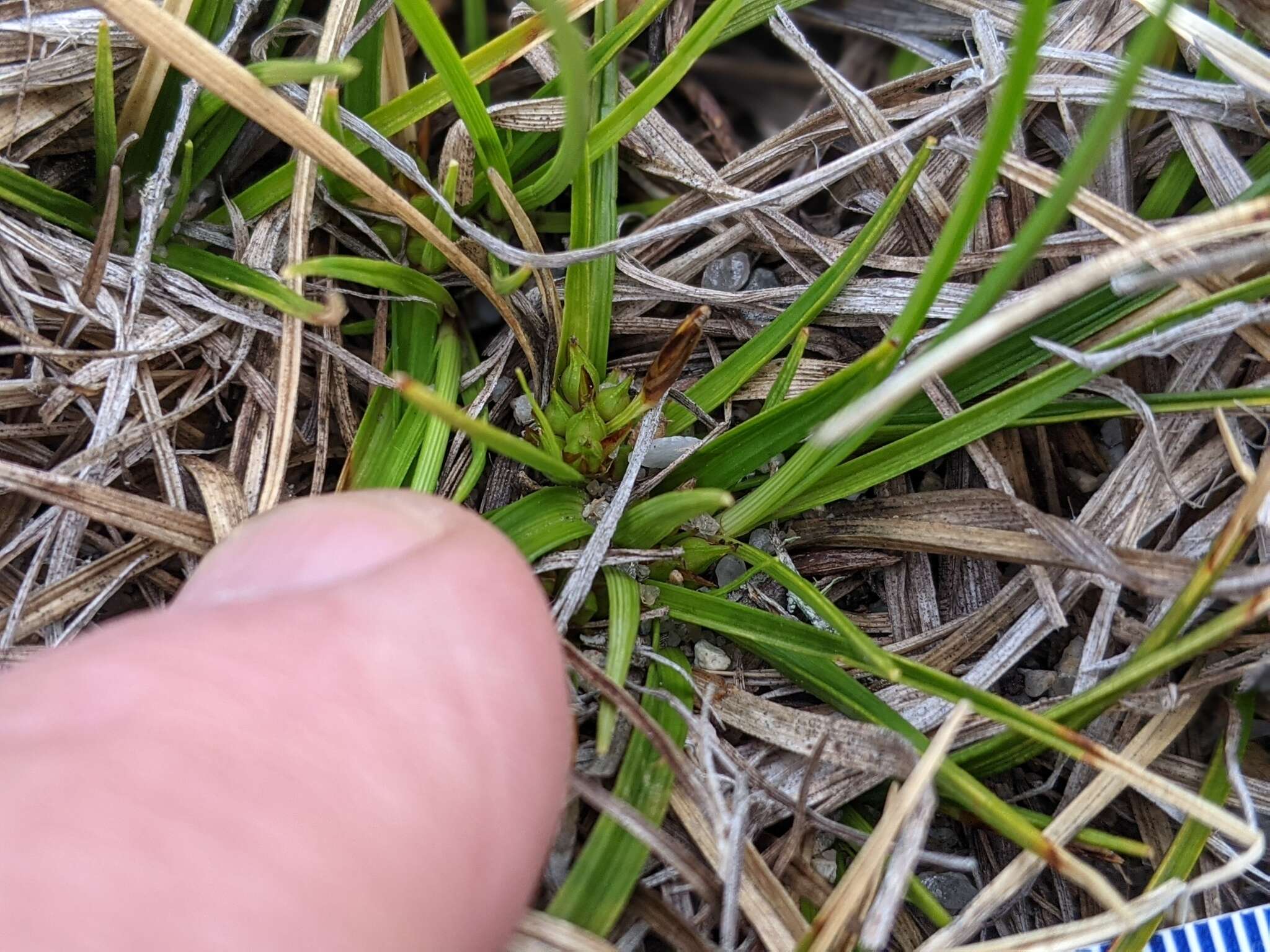 Imagem de Carex tonsa var. tonsa