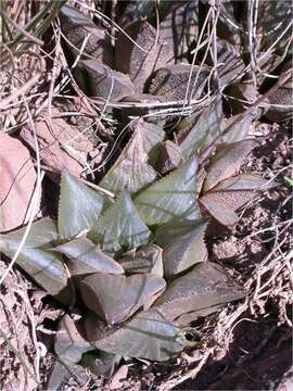 Image of Haworthia mirabilis (Haw.) Haw.