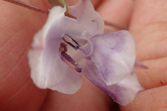 Image of Gladiolus densiflorus Baker