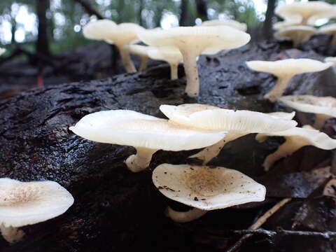 Image de Lentinus squarrosulus Mont. 1842