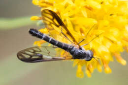 Image of Thevenetimyia maculipennis (Hull 1965)