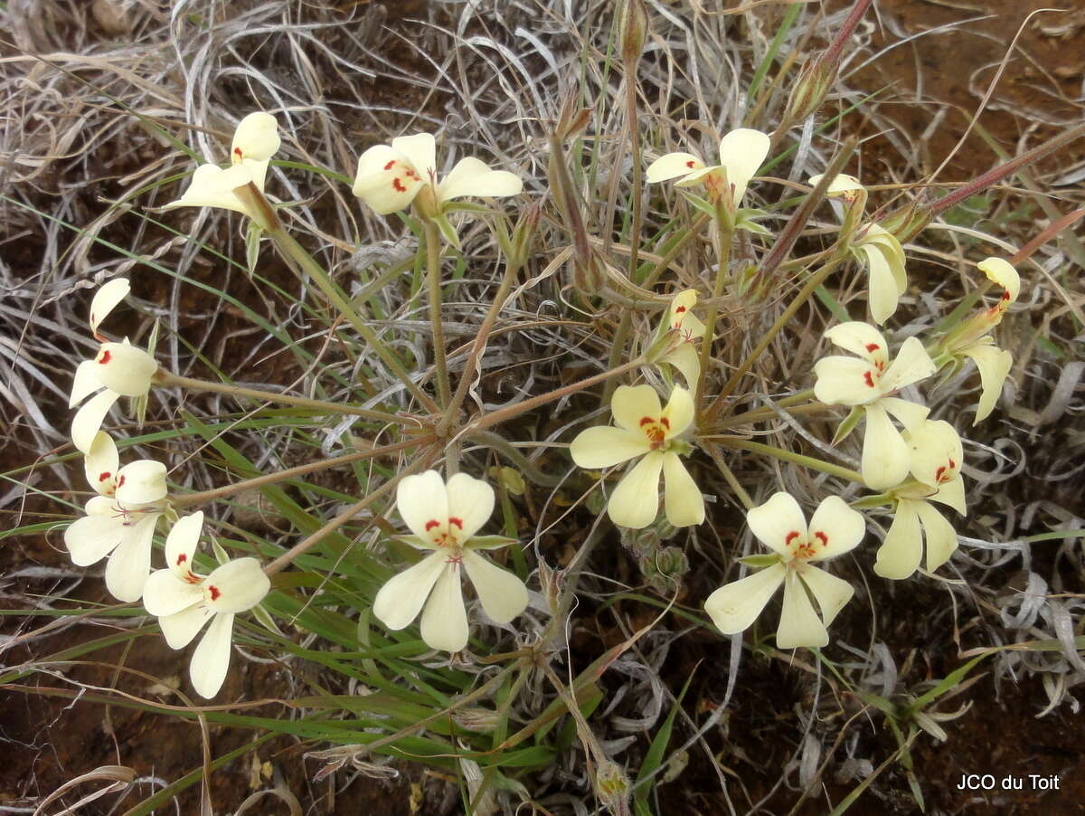 Pelargonium aestivale E. M. Marais resmi