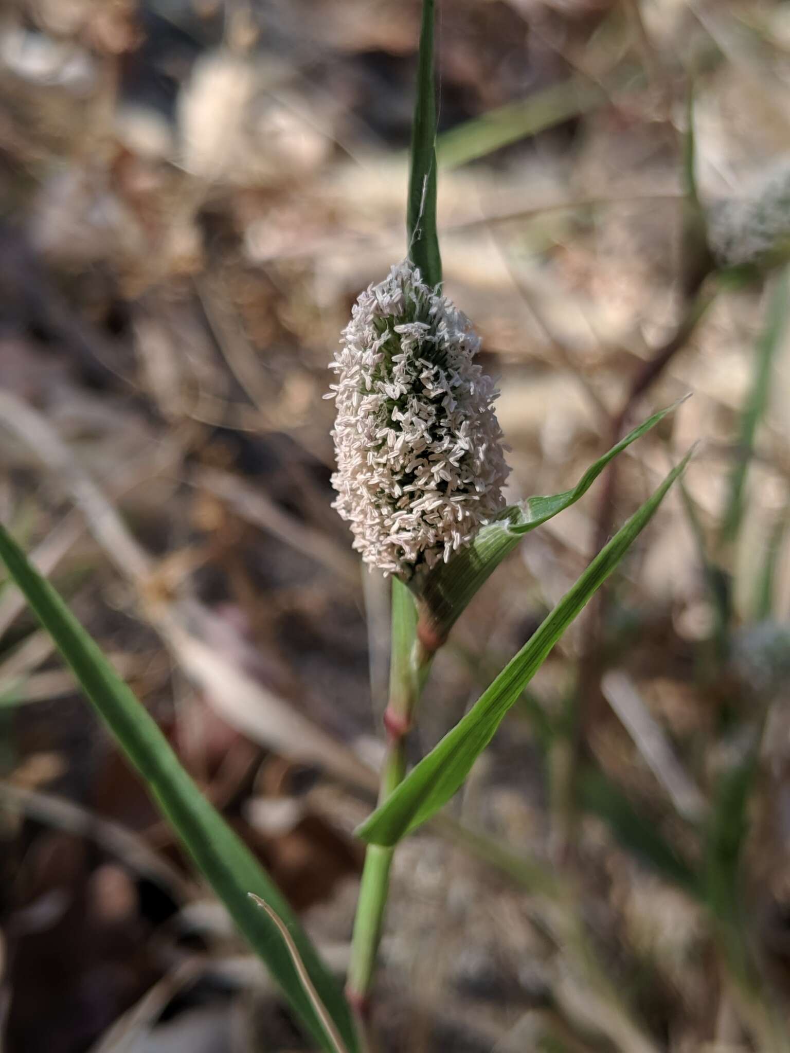 Sivun Sporobolus schoenoides (L.) P. M. Peterson kuva