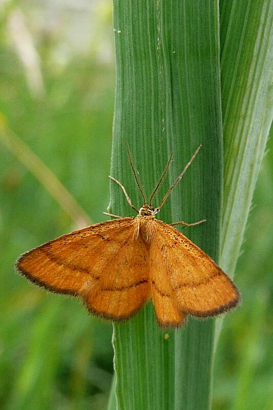 Image of Idaea flaveolaria