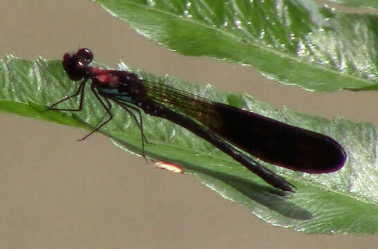 Image of <i>Heliocypha fenestrata cornelii</i> Lieftinck 1947