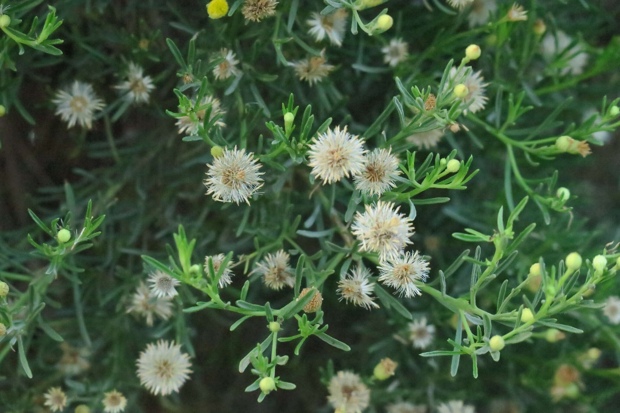 Image of Pulicaria glutinosa (Boiss.) Jaub. & Spach