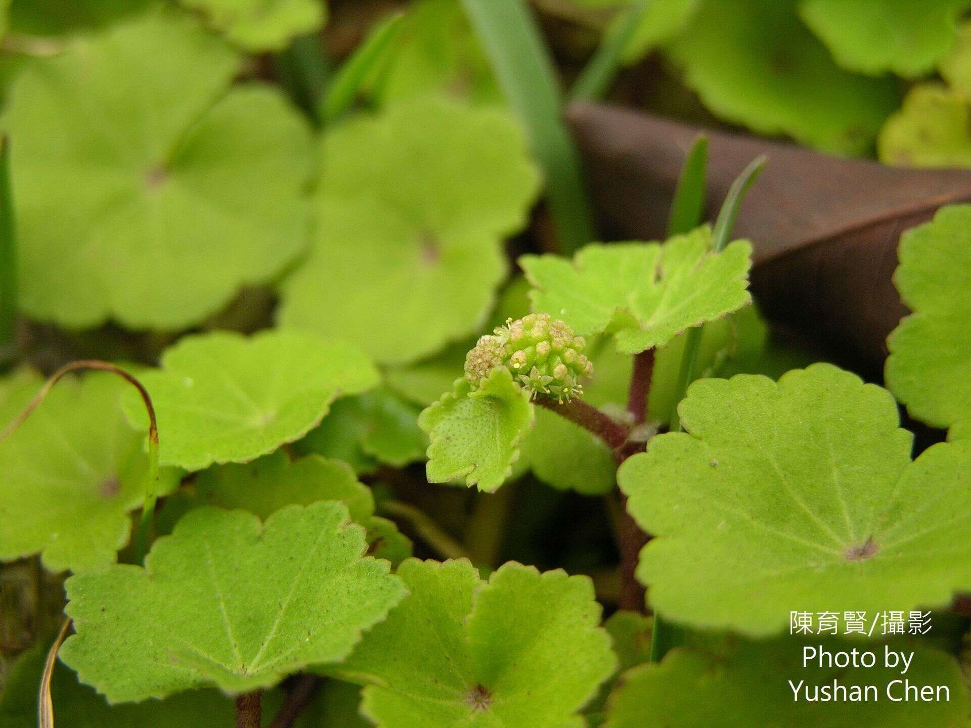 Image de Hydrocotyle nepalensis Hook.