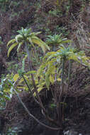 Imagem de Sonchus pruinatus (Johow) S. C. Kim & Mejías