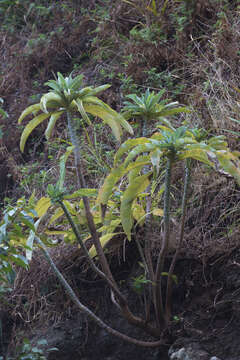 Image of Sonchus pruinatus (Johow) S. C. Kim & Mejías