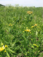 Image of great St. Johnswort