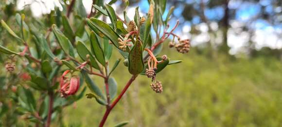 Image of Grevillea speciosa (Knight) Mc Gill.