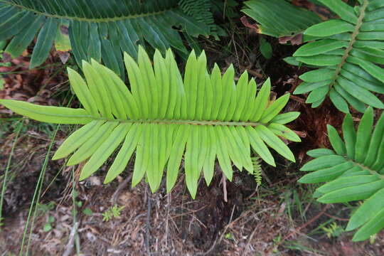 Image of Lomariocycas tabularis (Thunb.) Gasper & A. R. Sm.