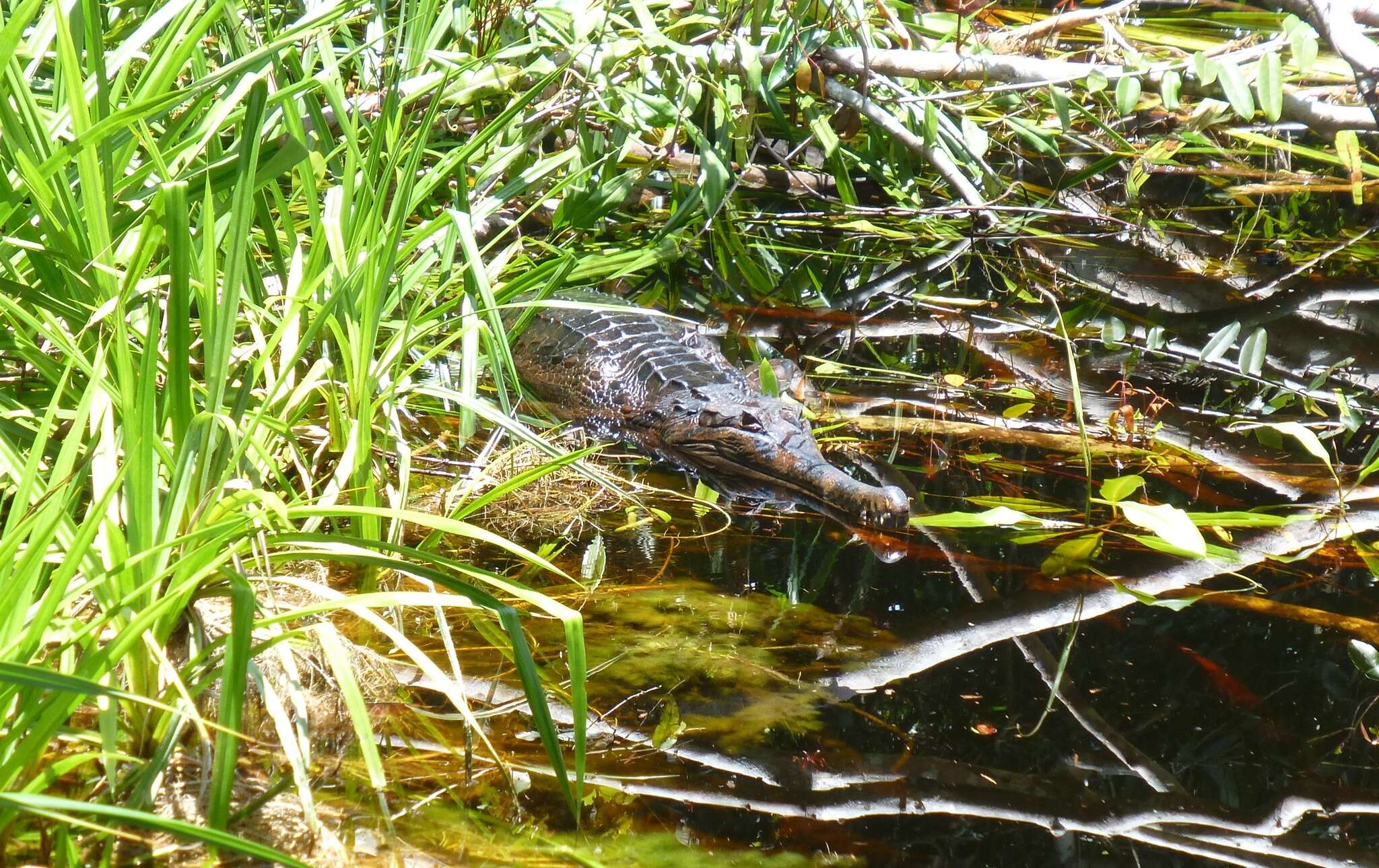 Image of Tomistoma