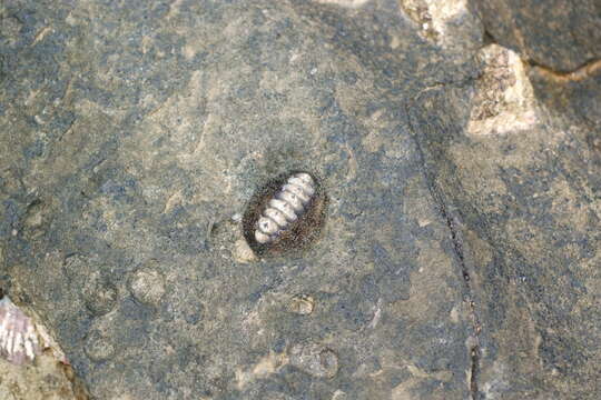 صورة Acanthopleura gemmata (Blainville 1825)