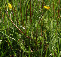 Image of clubmoss mousetail