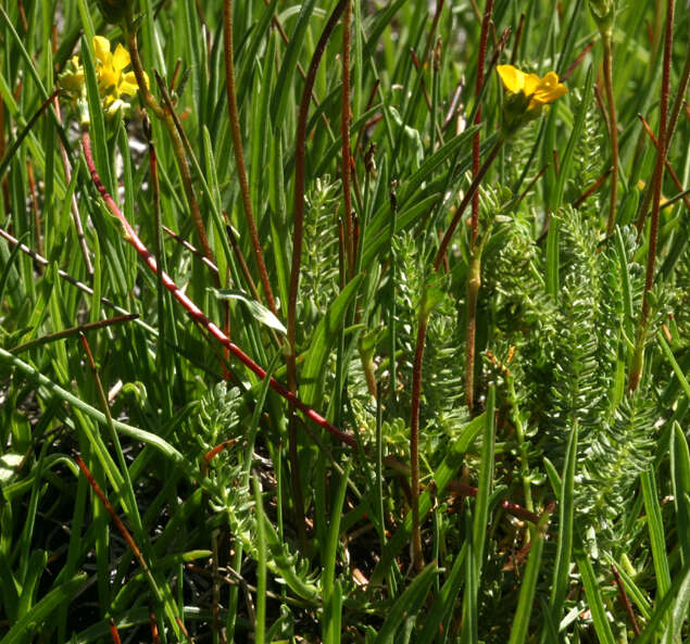 Image of clubmoss mousetail