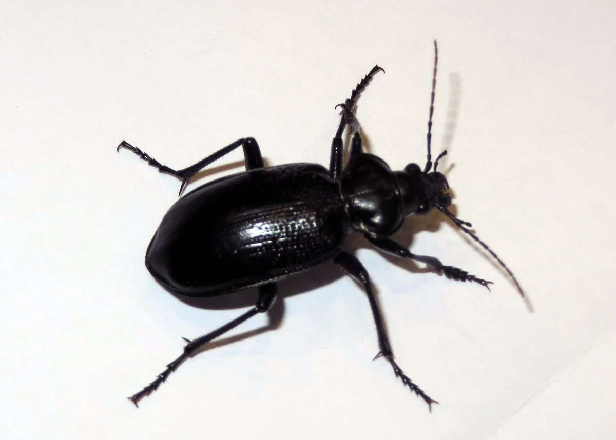 Слика од Calosoma (Carabosoma) marginale Casey 1897