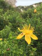 Image of Hypericum balearicum L.