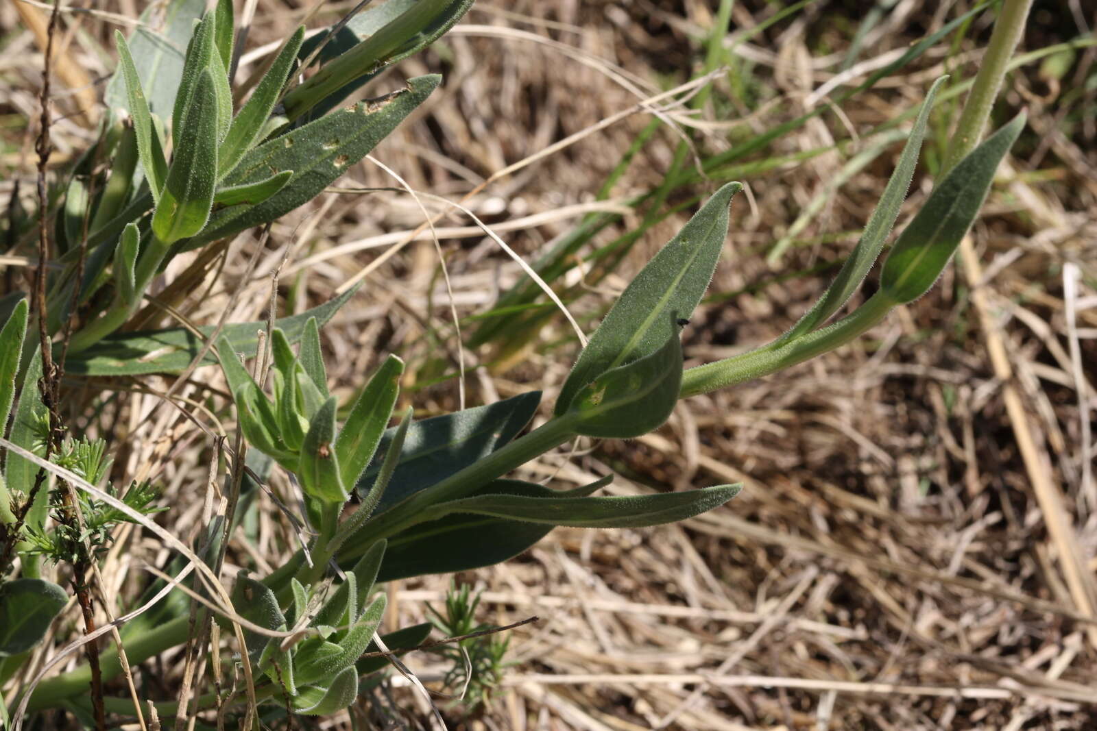 Image de Dimorphotheca spectabilis Schltr.