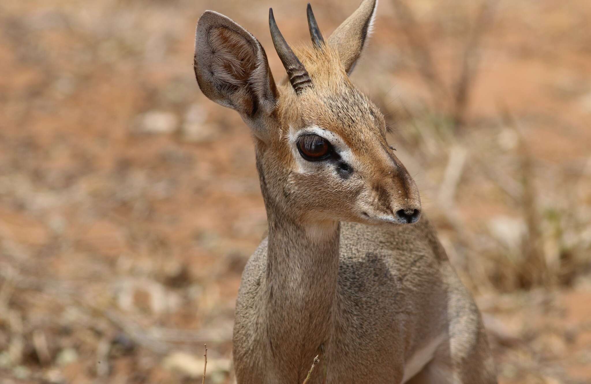 Image of Kirk's Dik-dik