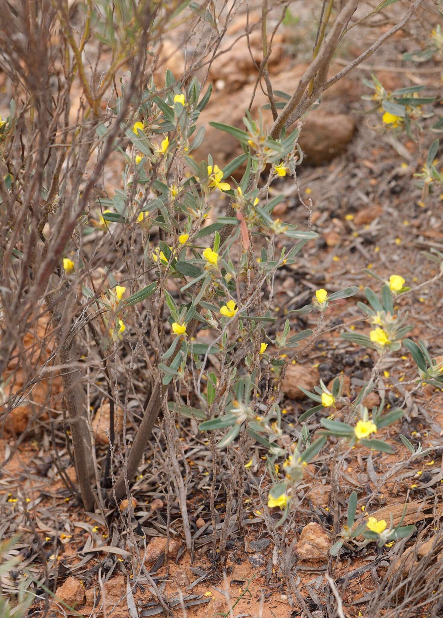 Image de Hibbertia subvaginata (Steudel) F. Müll.