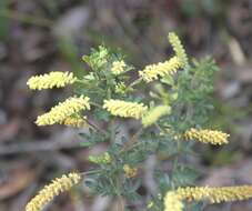 Imagem de Acacia drummondii Lindl.