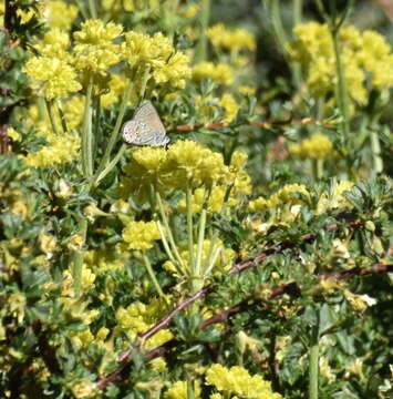 Image of Behrs Hairstreak