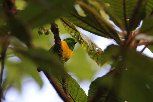 Image of Blue-crowned Chlorophonia