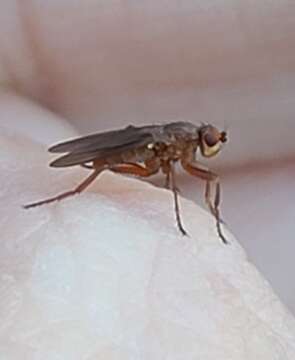 Image of Lutomyia