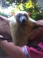 Image of Little Golden-mantled Flying Fox