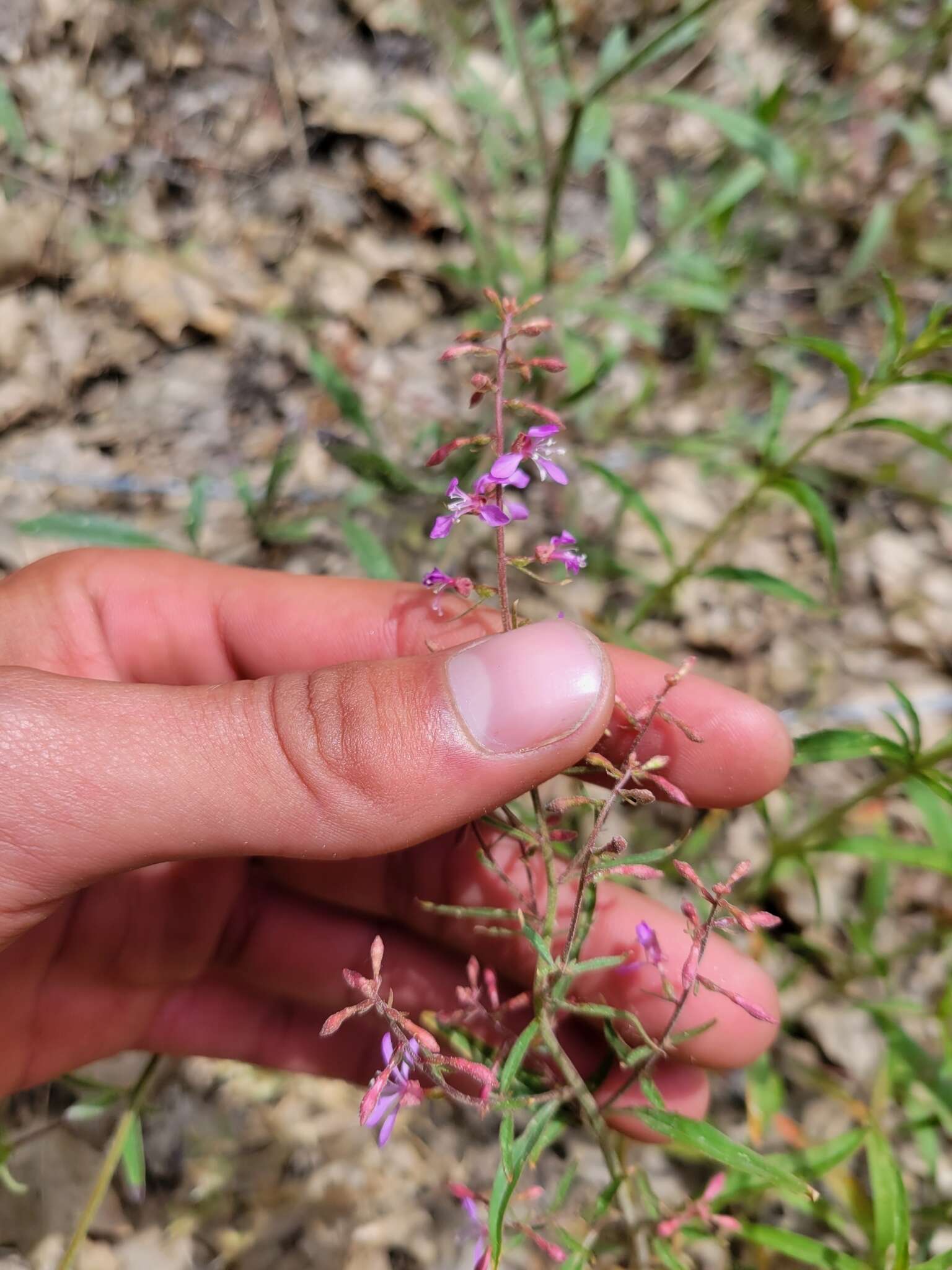 Clarkia heterandra (Torrey) H. Lewis & P. H. Raven resmi