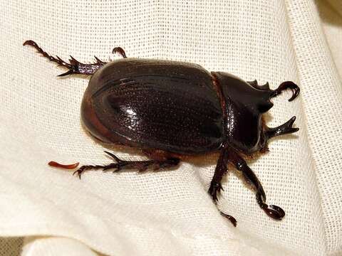 Image of Cyphonistes vallatus (Wiedemann 1823)