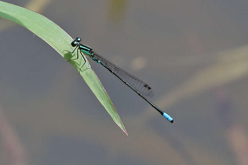 Image of Acanthagrion lancea Selys 1876