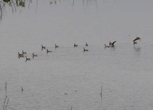 Image of Wilson's Phalarope