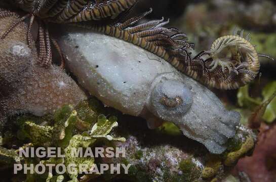 Image of Stumpy Cuttlefish