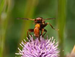 Image of Sicus ferrugineus (Linnaeus 1761)