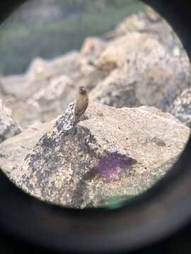 Image of Brown-capped Rosy Finch