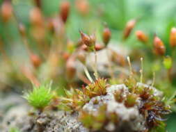 صورة Microbryum davallianum Zander 1993