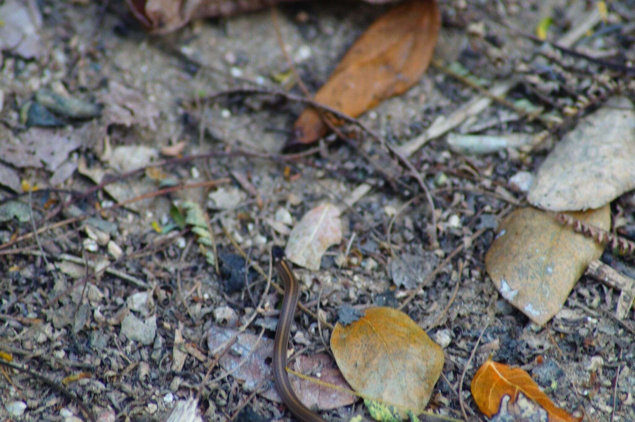 Image of Striped Centipede Snake