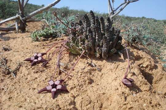 Image of Ceropegia penduliflora (Sweet) Bruyns