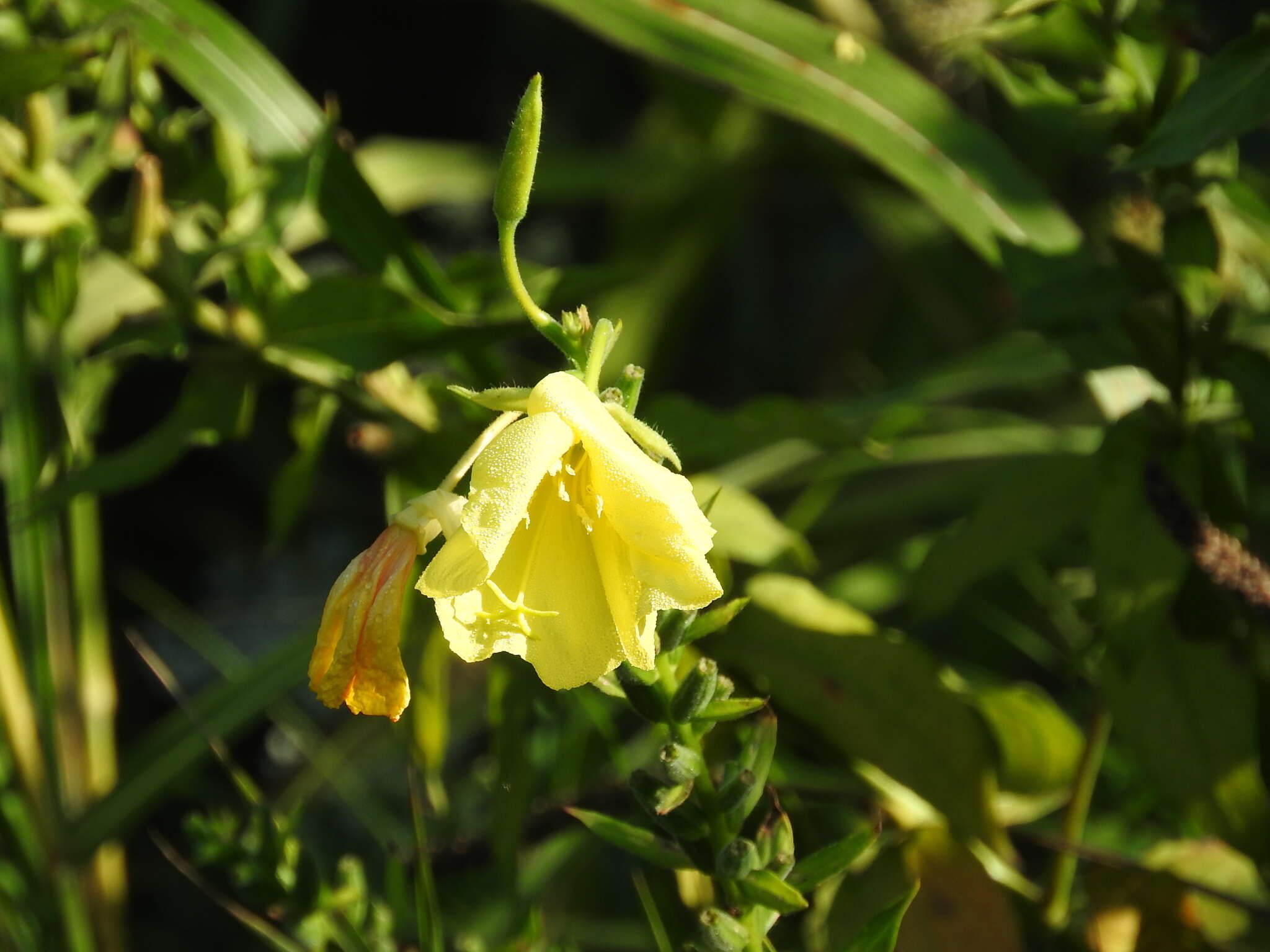 Imagem de Oenothera oehlkersii A. Kappus