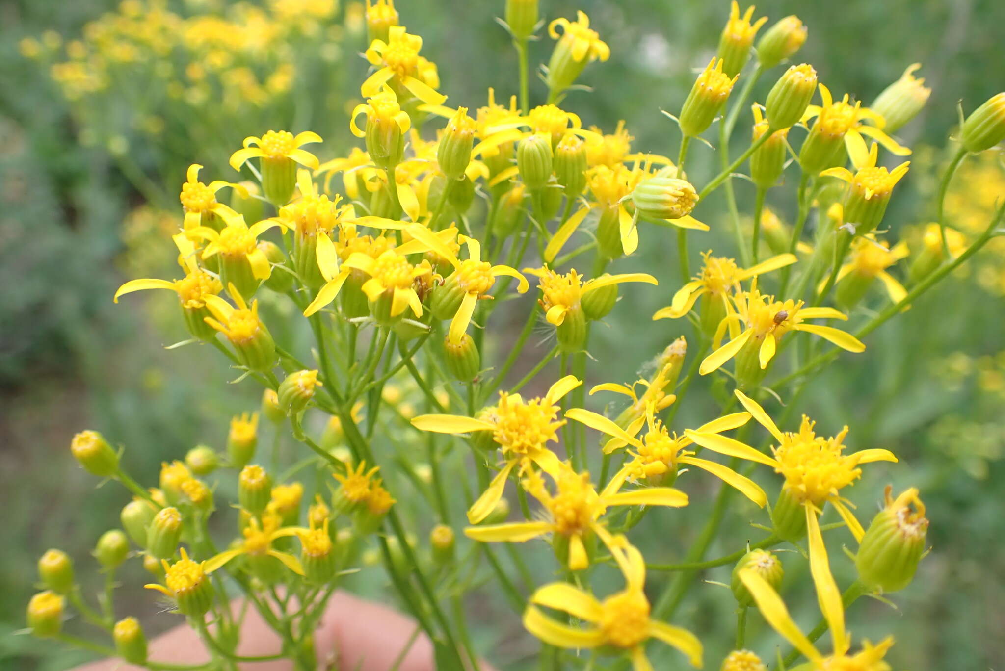 Image of tall ragwort