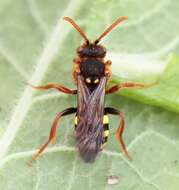 Image of Nomada leucophthalma (Kirby 1802)