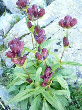 Image of Gentiana purpurea L.