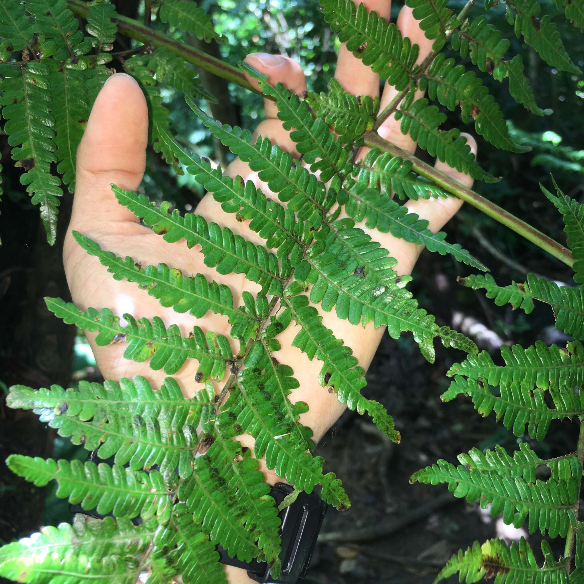 Sivun Alsophila fenicis (Copel.) C. Chr. kuva