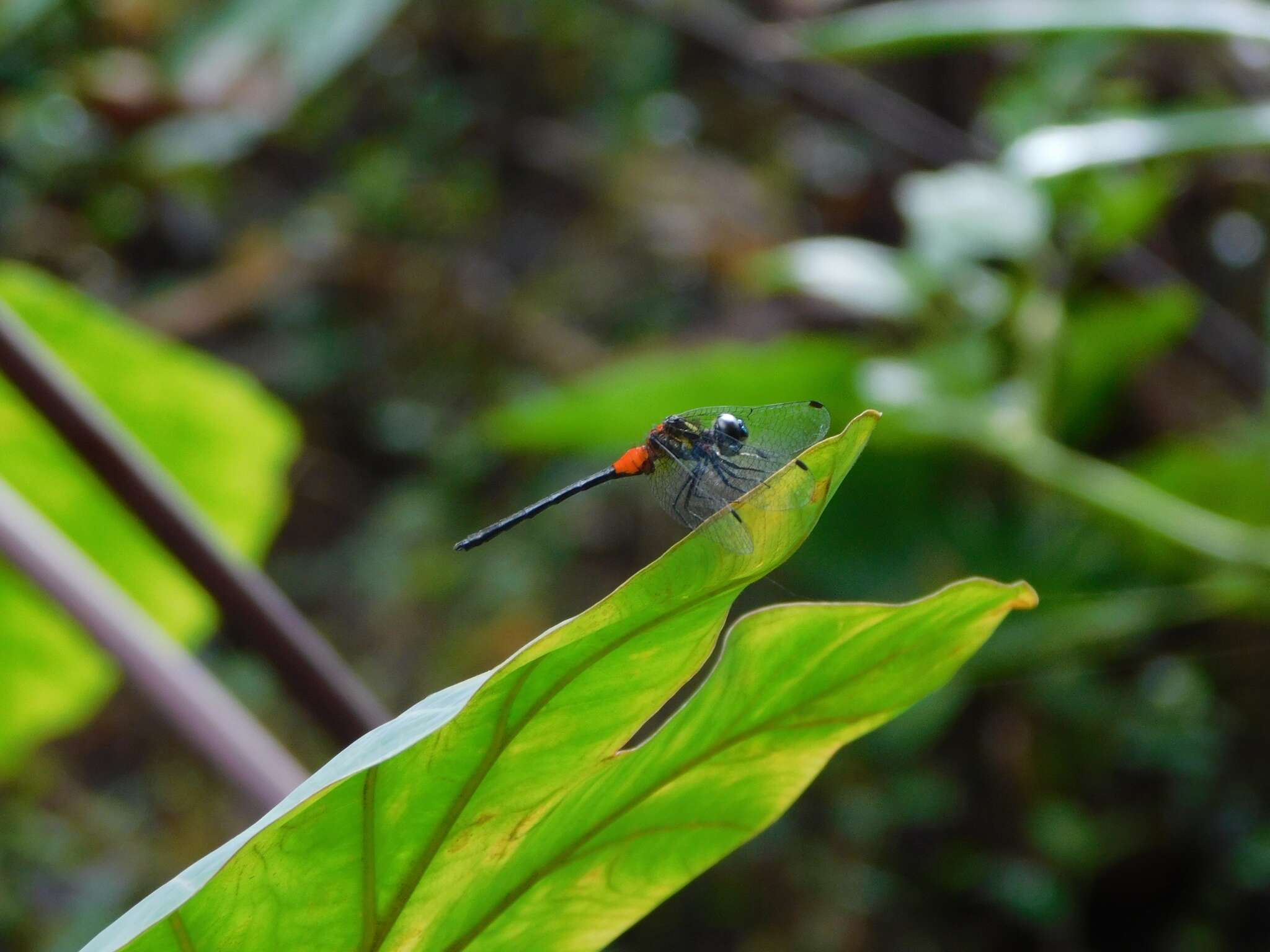 Imagem de Epithemis mariae (Laidlaw 1915)